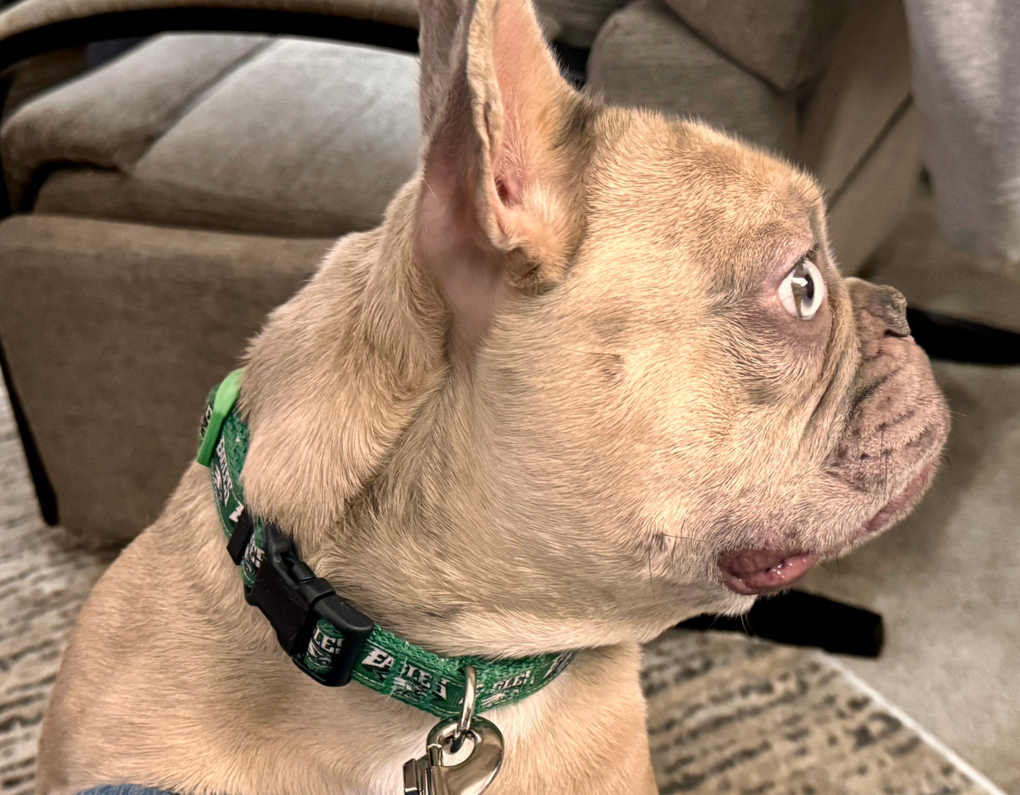 Eagles Kelly Green Adjustable Dog Collar Handmade New Strong  Measure Your Dog